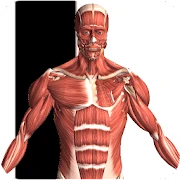 Visual Anatomy 2 Mod APK 3.2[Paid for free]