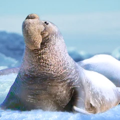 The Seal Elephant Apk 1.2.9 